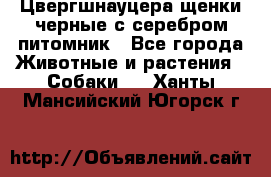 Цвергшнауцера щенки черные с серебром питомник - Все города Животные и растения » Собаки   . Ханты-Мансийский,Югорск г.